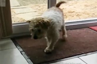 Videos: Cachorro muito fofo limpa as patas antes de entrar