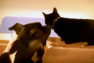 Baixar video Cachorro sacana empurra gato na banheira