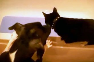 Videos WhatsApp: Cachorro sacana empurra gato na banheira