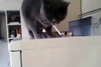 Videos WhatsApp: Cachorro sacana empurra gato na banheira