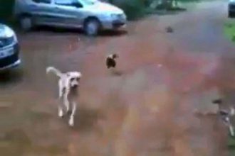 Baixar video Cachorro vs Galo: Galo bota cachorro pra correr