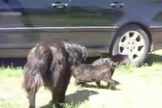 Videos WhatsApp: Trollando o trouxa na piscina