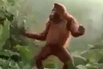 Baixar video Hoje é sexta-feira, Gorila – Videos Whatsapp