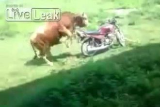 Videos WhatsApp: Boi tenta engravidar uma moto