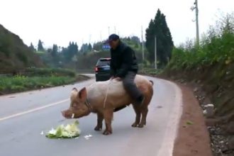 Animais: O Pastor e o Voo da Pomba