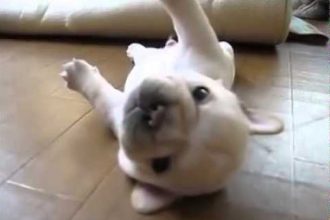 Videos: Filhote de Tartaruga Canino