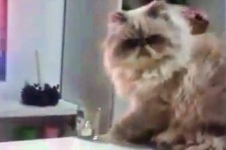 Animais: Dormindo com as Cobras