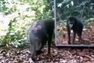 Animais: Dormindo com as Cobras