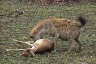Animais: Dormindo com as Cobras
