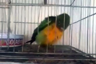 Videos Engraçados: Papagaio Capoeirista
