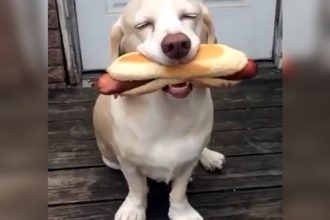 Animais: Cachorro chupando chupeta