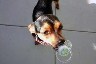 Animais: Cachorro chupando chupeta