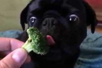 Baixar video Cachorro Comedor de Brócolis