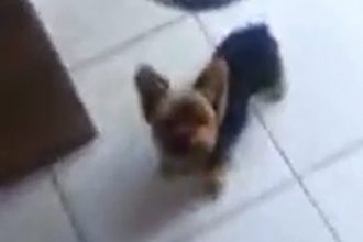 Baixar video Dando pimenta pro cachorro comer