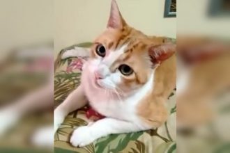 Animais: Carregando a laranja