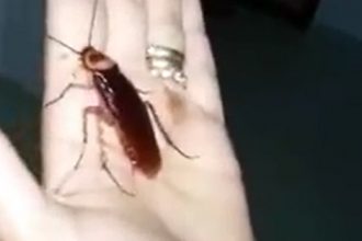 Videos: Pra quem tem medo de barata