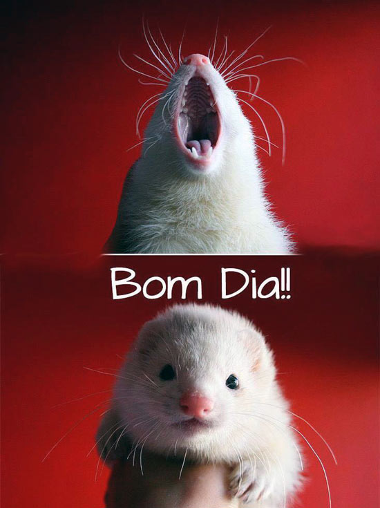 Bom dia Ratinho - Imagens de Bom dia Whatsapp