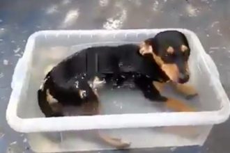 Baixar video Cachorro tomando banho sozinho