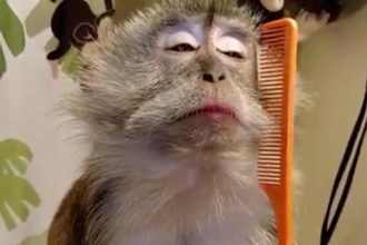 Baixar video Macaco convencido se penteando