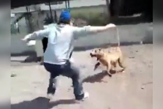 Baixar video Nunca mexa com cão bravo