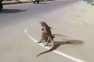 Animais: Gato tomando banho
