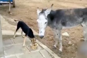 Videos: Burro Thug Life