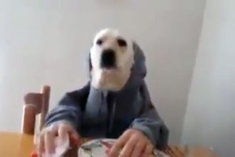 Baixar video Cachorro Humano