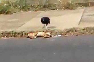 Animais: Gato tomando banho