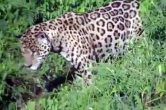 Baixar video Onça caçando crocodilo