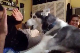 Baixar video Cachorro defendendo a dona