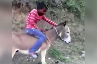 Video Cacetadas: Dando uma volta de moto-jegue