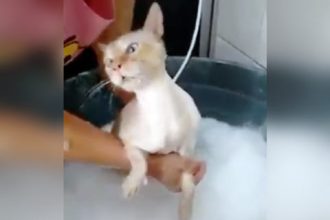 Baixar video Gato tomando banho