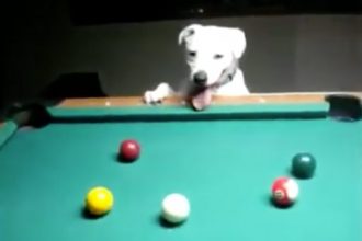 Baixar video Cachorro Jogando Sinuca