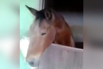 Animais: Cachorro Capoeirista