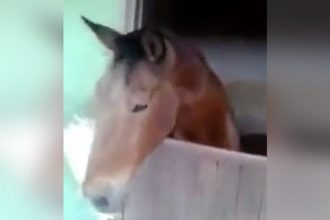 Baixar video Cavalo denunciando o adm do grupo