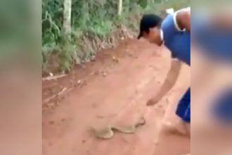 Baixar video Pegando a cobra com a mão