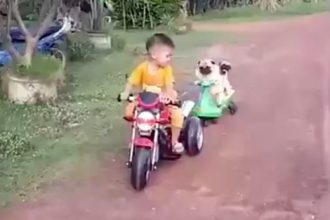 Videos: Imitador de Bebê