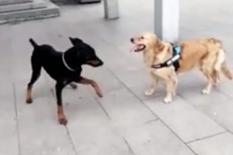 Baixar video Cachorro Capoeirista