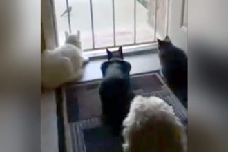 Baixar video O Cachorro Sacana