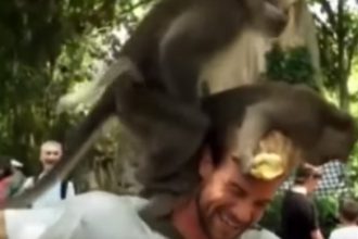 Blog e notícias: Vídeo: macacos não se seguram e fazem sexo no pescoço de turista