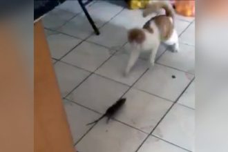 Baixar video Rato perseguindo gato