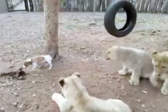 Videos: Amigos da Onça