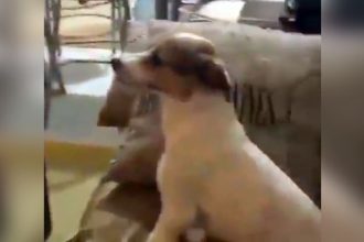 Animais: Cobra na janela