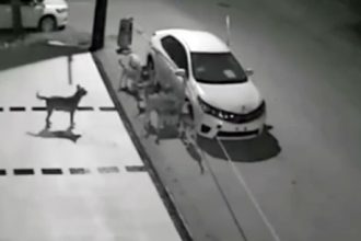 Baixar video Cachorros destruindo carro na rua