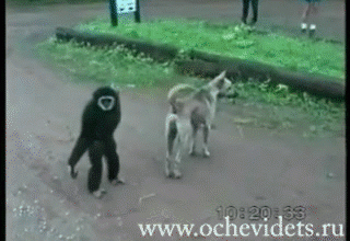 Baixar imagem Macaco implicante pra caramba