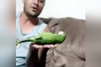 Baixar video Papagaio Adestrado