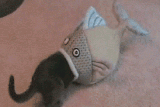 Baixar imagem Quando o peixe come o gato