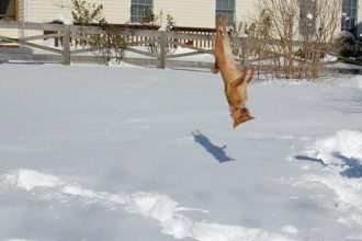 Baixar imagem Cachorro manjando da capoeira