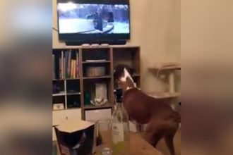 Baixar video Cão imitando o outro na TV