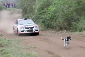 Baixar video O cachorro mais sortudo